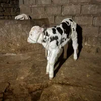 گاو شیری با گوساله