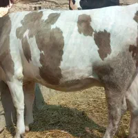 گاو سیمنتال|حیوانات مزرعه|بجنورد, |دیوار