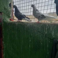 کبوتر ده عدد اصیل قیمت توافقی