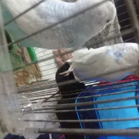 مرغ عشق نرو ماده ۳ عدد تخم مرغ|پرنده|اردبیل, |دیوار