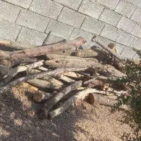 چوب خشک مخصوص ذغال|خدمات باغبانی و درختکاری|خمینی‌شهر, |دیوار