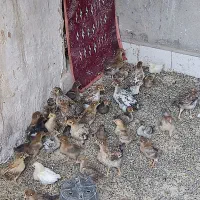 جوجه و مرغ جوان و پیر و خروس|حیوانات مزرعه|فردوس (خراسان), |دیوار