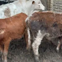 گوساله نر وماده|حیوانات مزرعه|سوسنگرد, |دیوار