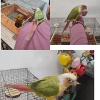 گرینچیک|پرنده|استهبان, |دیوار