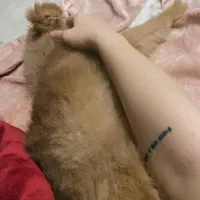 سگ میکس پامرین|سگ|اسلامشهر, شهرک واوان|دیوار