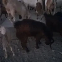 کهره نر|حیوانات مزرعه|میناب, |دیوار