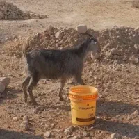 بز آبستن|حیوانات مزرعه|جنت, |دیوار