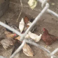 مرغ ها بومی اصل تخم گذار
