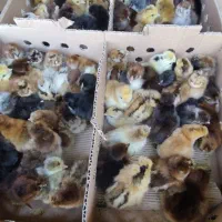 جوجه محلی ، کاکلی اردک و رنگی|حیوانات مزرعه|جم, |دیوار