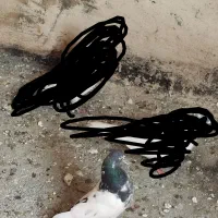 خوب