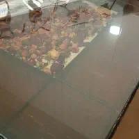 میز ناهارخوری ۶ نفره|میز و صندلی غذاخوری|گلبهار, نوبهار|دیوار