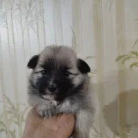 سلام نژادپایمرین