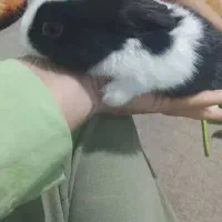 بچه خرگوش|موش و خرگوش|هندیجان, |دیوار