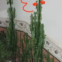 سلام گلها بعلت کمبود جا زیر قیمت بفروش میرسد|گل و گیاه طبیعی|یاسوج, |دیوار