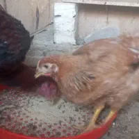 خروس لاری و محلی|حیوانات مزرعه|تربتحیدریه, طالقانی|دیوار