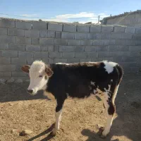 گاو ۴ ماه آبستن به همراه گوساله|حیوانات مزرعه|مراوه, |دیوار