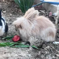 خرگوش جرسی|موش و خرگوش|خمینیشهر, |دیوار