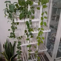 استند گل به رنگ سفید|کتابخانه، شلف، قفسه‌های دیواری|رشت, بوسار|دیوار