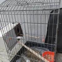 قفس سالم کاسگویی