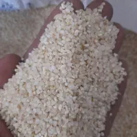 خورده برنج نیم دانه|خوردنی و آشامیدنی|شیراز, کوشک میدان|دیوار