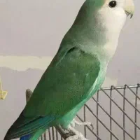 کوتوله برزیلی و مرغ عشق|پرنده|مشهد, شهرک مهرگان|دیوار