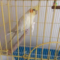 لوتینو ماده بسیار سالم و سرحال