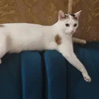 گربه ماده واکسن زده