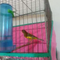 قناری نر|پرنده|مرودشت, ژیان|دیوار