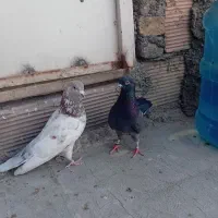 کفتر قرچک باقراباد
