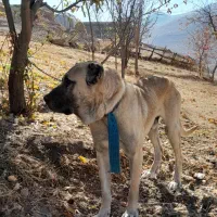 واگذاری سگ|سگ|خلخال, |دیوار