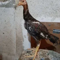 مرغ و خروس و جوجه لاری|حیوانات مزرعه|خمینی‌شهر, |دیوار