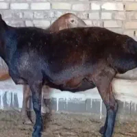 یک راس میش چینی وزن بالا درجه یک زاغ اصل جنس