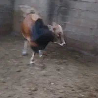 ۶ راس گوساله نرچاق برادامداری واکسن خورده درسربندر