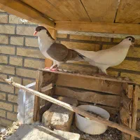 کبوتر دمگیر دوبحر بدرنگ خوشرنگ|پرنده|لنجان, |دیوار