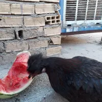 مرغ جوان
