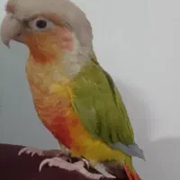 طوطی گرینچیک آناناسی سخنگو و دستی