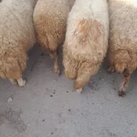 گوسفندداشتی جوان|حیوانات مزرعه|شباب, |دیوار