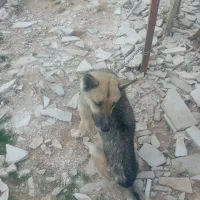 سگ هاسکی|سگ|خرم‌آباد, |دیوار