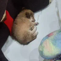 توله سگ نژاد شیتزو|سگ|بندر ماهشهر, |دیوار