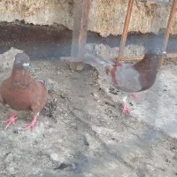 کفتر کبوتر