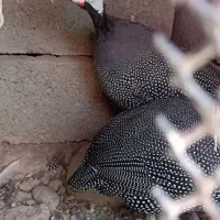 مرغ شاخدار