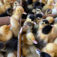 جوجه بوقلمون برنز اردک جوجه گوشتی راس۳۰۸ رنگی محلی|حیوانات مزرعه|تهران, طیب|دیوار