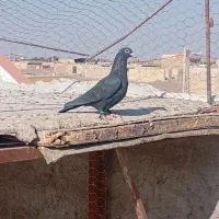 ۲۵۰ ماده کلاغ|پرنده|رفسنجان, |دیوار