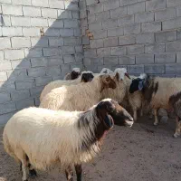 با سلام 7راس قوچ داشتی
