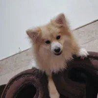 پت بازیگوش و خوشگل روباهی|سگ|قم, دروازه ری|دیوار