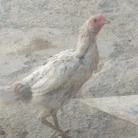 فروش ماده مرغ محلی سالم و سرحال