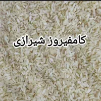 برنج کامفیروزی اصل