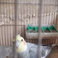 عروس هلندی