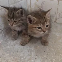 واگذاری گربه|گربه|زاهدان, |دیوار