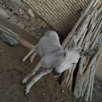 الاغ نر گوسفندی هراج کردما